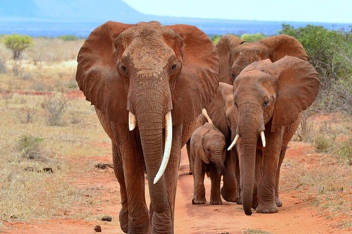 Volunteer at Lumo Wildlife Sanctuary: 14-Day Conservation Program from Nairobi photo 3