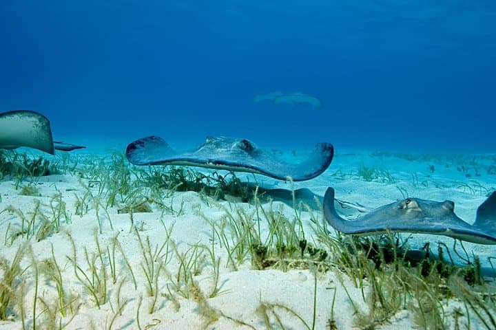 Explore Grand Cayman's Turtle Centre, Stingray City & Starfish Point: Half-Day Snorkel Adventure photo 4