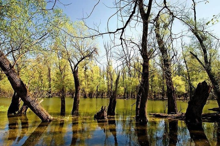 Kopački Rit Full-Day Private Tour from Zagreb — Birding, Wetlands & Osijek photo 2