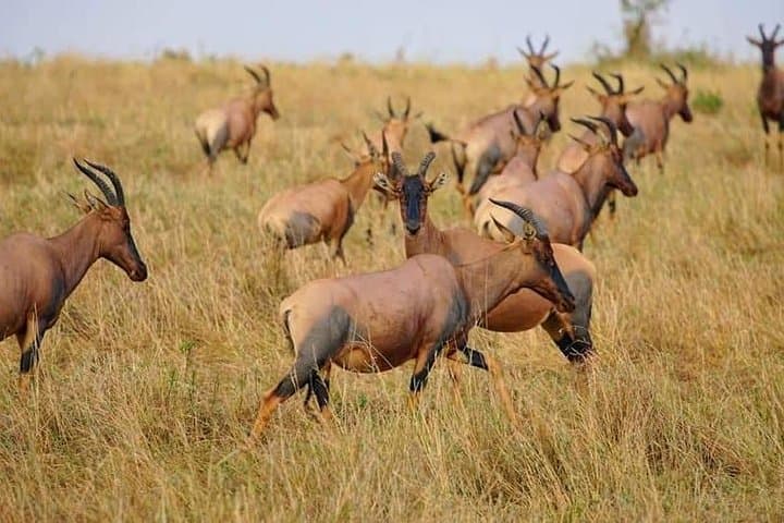 Three-Day Masai Mara Safari: Big Five, Great Rift Valley & Wildebeest Migration photo 6