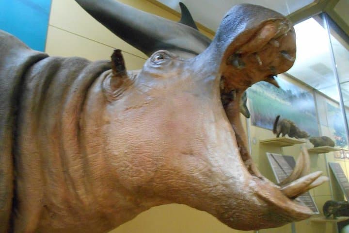 Inside Nairobi National Museum: 3-Hour Cultural & Natural History Tour photo 3