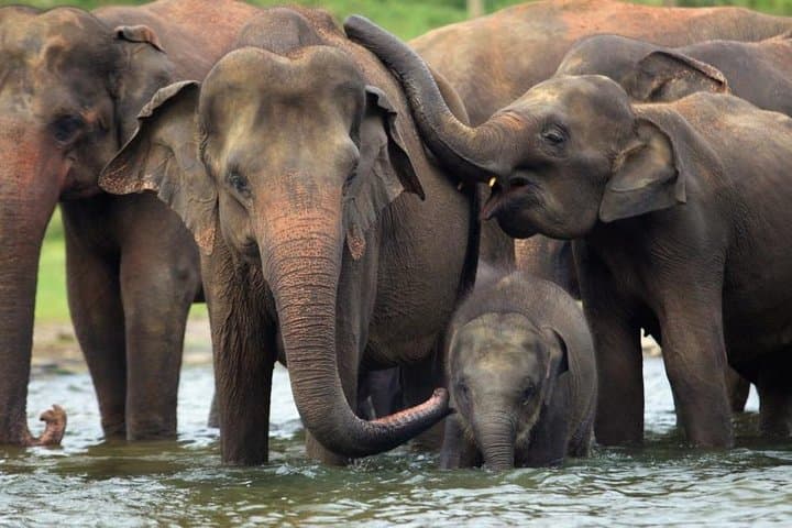 Udawalawe National Park Safari from Hambantota: Guaranteed Elephant Sightings