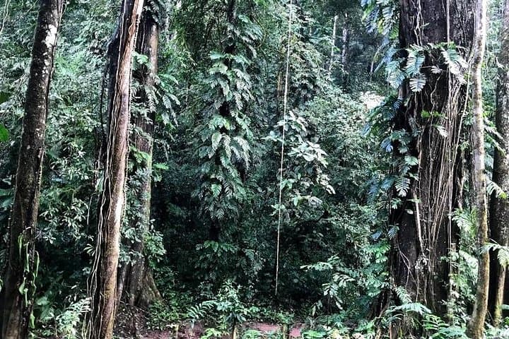 Hunter Trails Jungle Trek: 3-Day Camping & Homestay Adventure in Luang Namtha photo 4