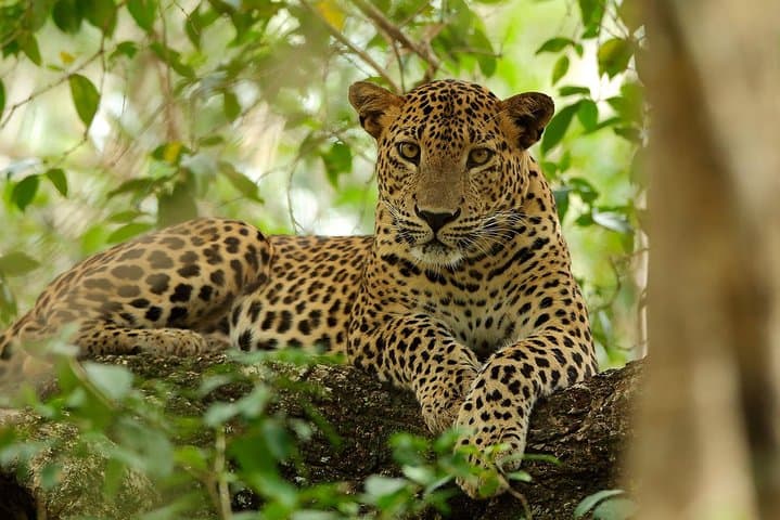 Into Wilpattu: A Day Safari Through Sri Lanka's Lake-Filled Wilderness photo 3