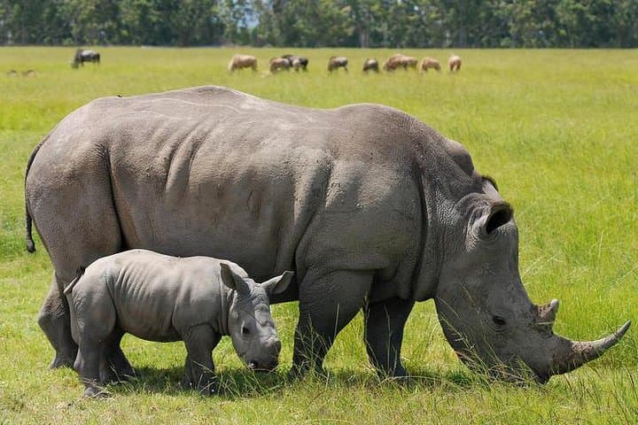 10-Day Maasai Mara Photographer Safari: Big Five & Wildebeest Migration