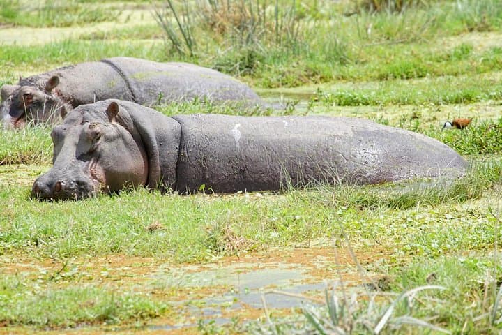 Three-Day Masai Mara Safari: Big Five, Great Rift Valley & Wildebeest Migration photo 2