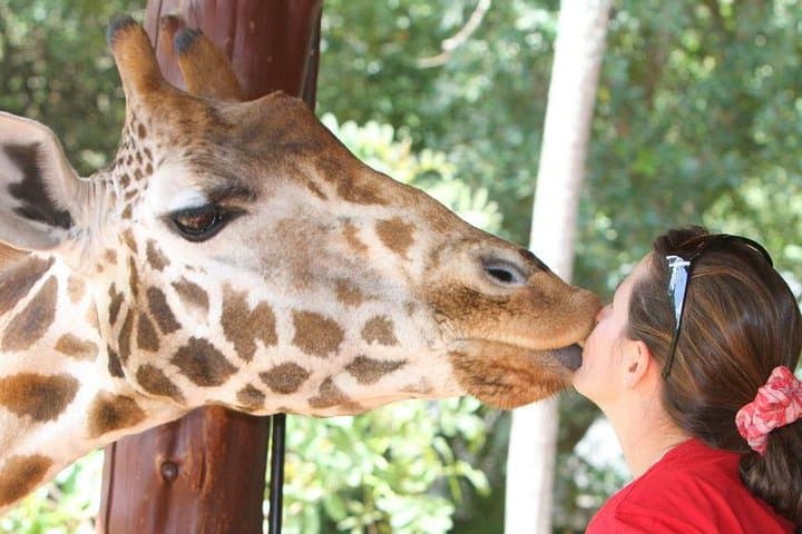 Karen Blixen Museum & Giraffe Centre Half-Day Tour — Nairobi Cultural and Wildlife Combo photo 5