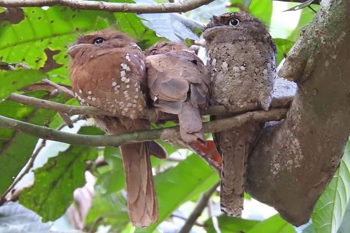 Thattekad Guided Bird Walk at Salim Ali Bird Sanctuary — Morning & Evening Tours photo 5