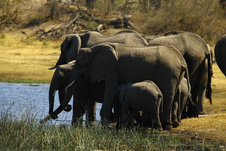 5-Day Victoria Falls & Hwange National Park Safari — Zambezi Cruise, Rainforest Walk and Big Five Game Drives