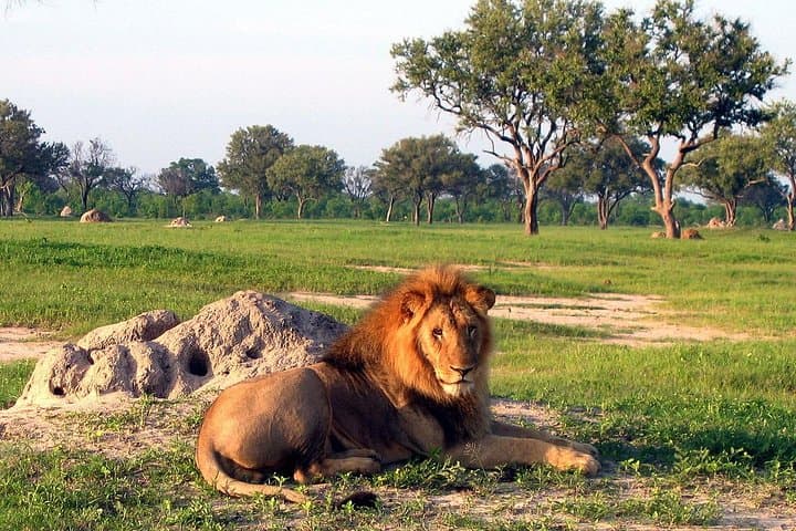 5-Day Victoria Falls & Hwange National Park Safari — Zambezi Cruise, Rainforest Walk and Big Five Game Drives photo 2