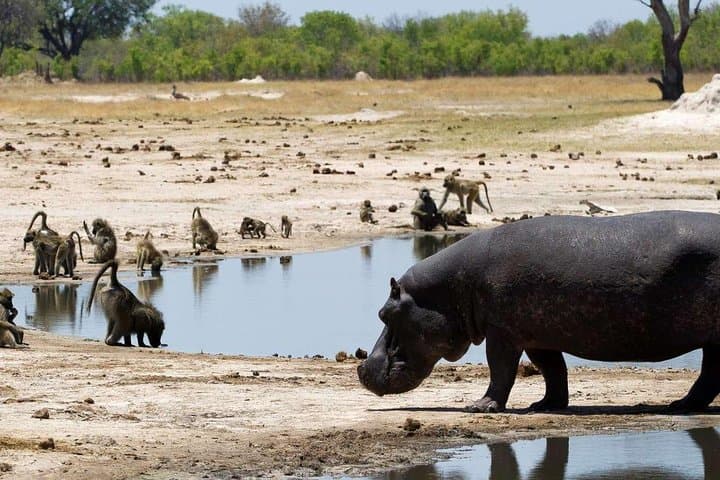5-Day Victoria Falls & Hwange National Park Safari — Zambezi Cruise, Rainforest Walk and Big Five Game Drives photo 4