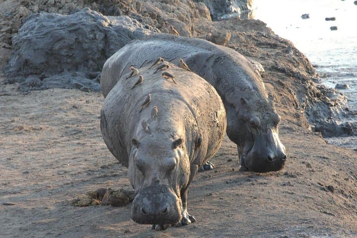 5-Day Victoria Falls & Hwange National Park Safari — Zambezi Cruise, Rainforest Walk and Big Five Game Drives photo 6