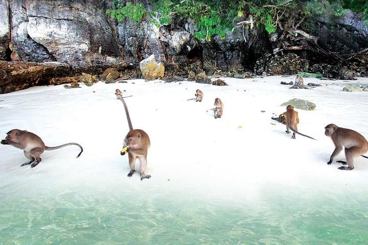 Full-Day Phi Phi Islands Speedboat Tour to Maya Bay & Khai Island photo 5
