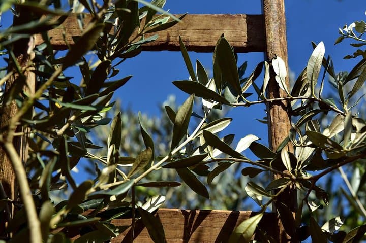 Torgiano Olive Oil & Wine Museum Day Trip with Winery Lunch and Horseback Ride photo 3