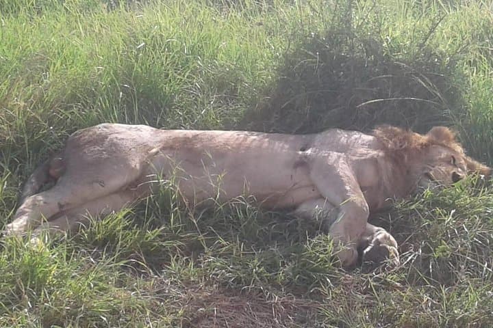 4-Day Wildebeest Migration Budget Safari in Masai Mara — Game Drives & Camping photo 2