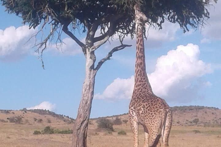 4-Day Wildebeest Migration Budget Safari in Masai Mara — Game Drives & Camping photo 3