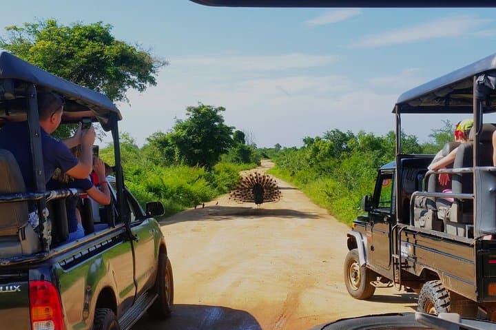 Full-Day Udawalawe Safari from Bentota — Elephant Encounters & Udawalawe Dam photo 2