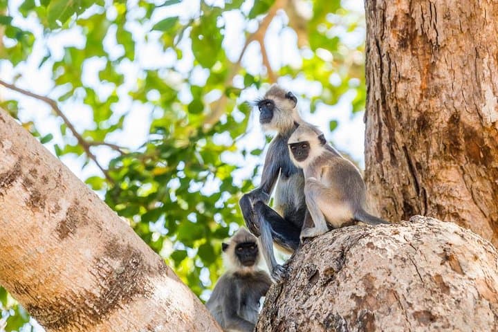 2-Day Sinharaja Rainforest & Udawalawe Safari from Colombo photo 2