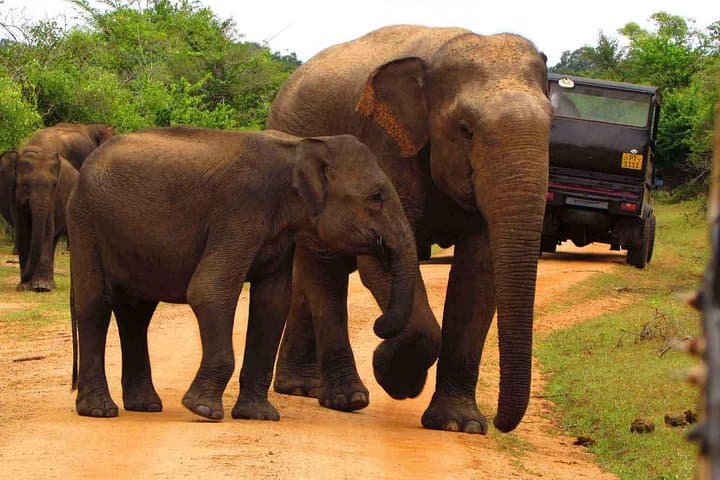 2-Day Sinharaja Rainforest & Udawalawe Safari from Colombo photo 5