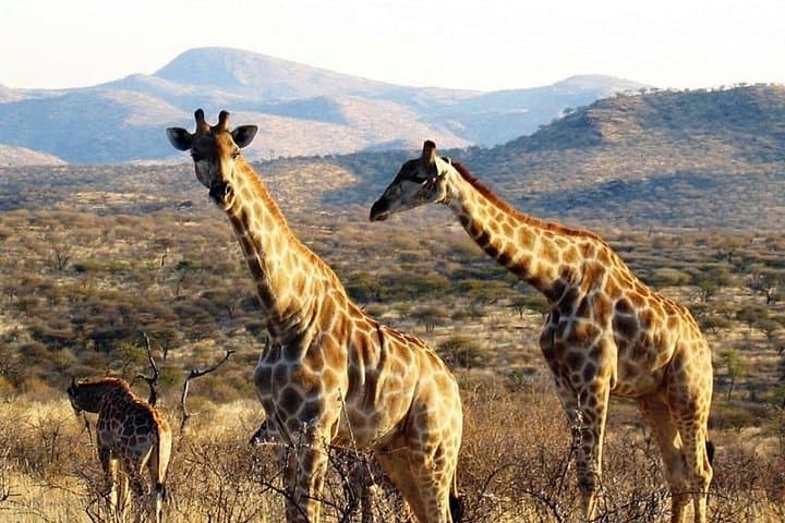 Sunset Game Drive at Durstenbrook Guest Farm — Windhoek Wildlife Experience photo 4
