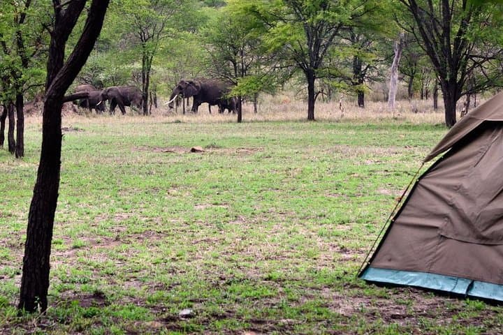 2-Day Budget Safari: Tarangire & Ngorongoro Crater Wildlife Experience