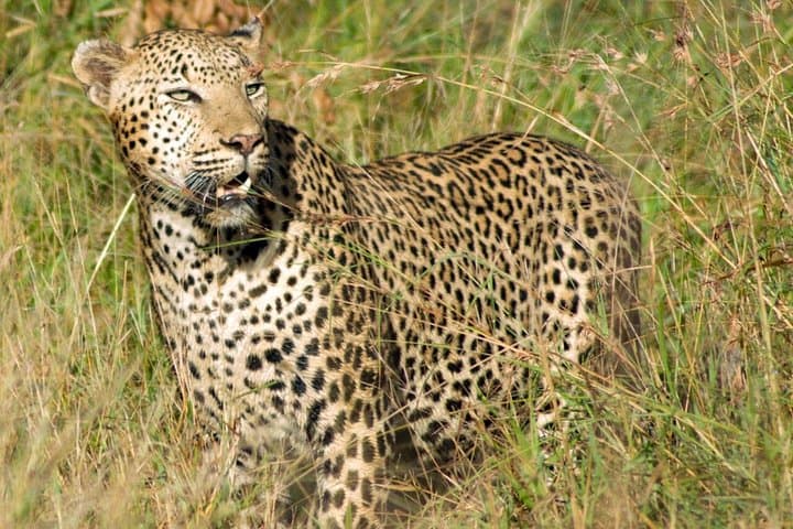 Full-Day Kruger National Park Safari Game Drive — Big Five from Nelspruit photo 1