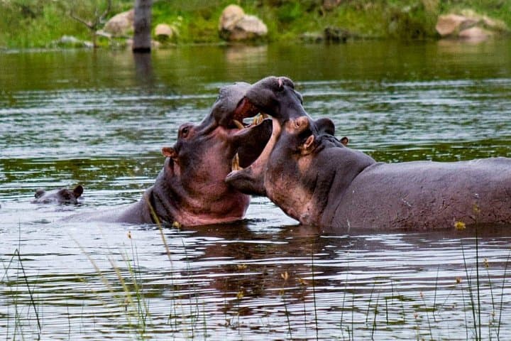 Full-Day Kruger National Park Safari Game Drive — Big Five from Nelspruit photo 2