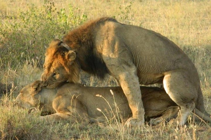 Full-Day Lake Mburo Safari from Kampala — Zebras, Hippos & Equator Stop photo 2