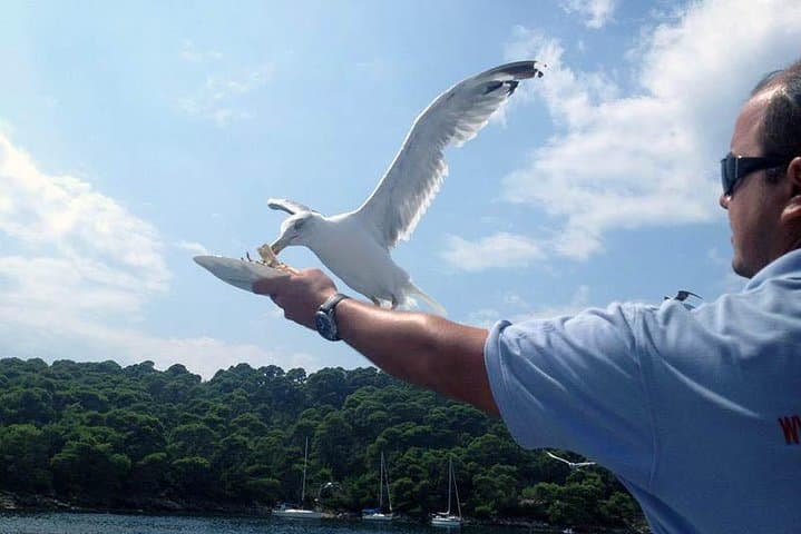 Dubrovnik Elafiti Islands Day Cruise: Koločep, Lopud & Šipan with Lunch photo 4