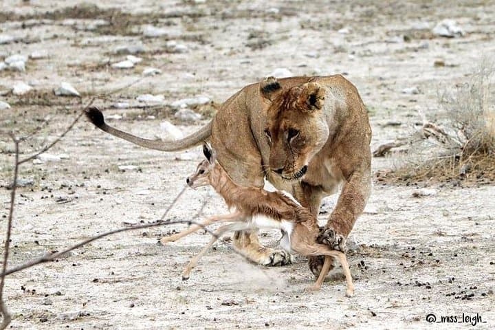 6-Day Sand, Sea & Etosha Budget Camping Safari — Namibia Camping Itinerary