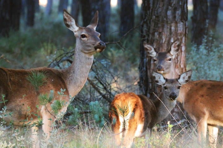 Doñana National Park & El Rocío Private 4x4 Day Tour from Seville — Birding, Dunes & Iberian Lynx