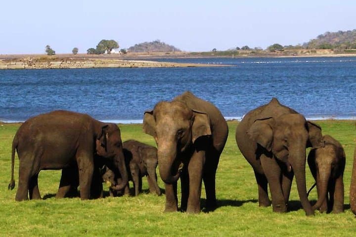 13-Day Sri Lanka Wildlife Adventure: Safaris, Whales & Highland Trains photo 2