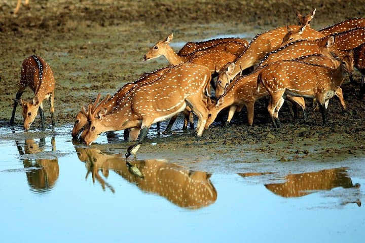 13-Day Sri Lanka Wildlife Adventure: Safaris, Whales & Highland Trains
