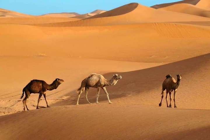 Marrakech to Ouarzazate: Telouet Valley, Ait Benhaddou & Sahara Day Trips photo 3
