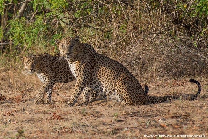 Private 2-Day Leopard Safari in Yala National Park from Bentota photo 3
