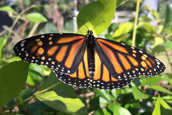 Explore Maui's Only Butterfly Farm: Olowalu Flight House Tour