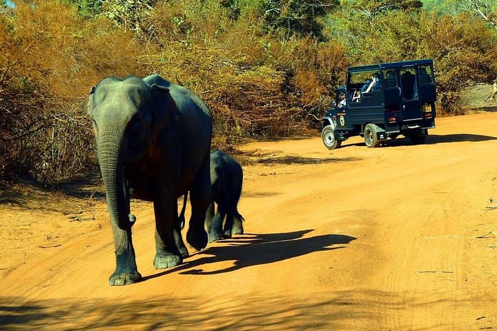 Private 2-Day Yala Leopard Safari from Colombo — Yala National Park Wildlife Tour photo 3
