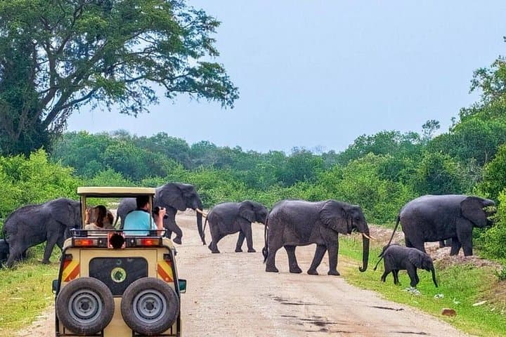 Private 2-Day Yala Leopard Safari from Colombo — Yala National Park Wildlife Tour photo 1