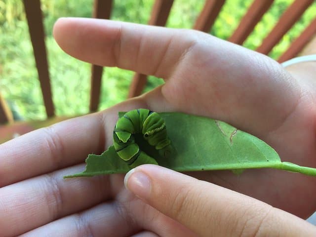 Explore Maui's Only Butterfly Farm: Olowalu Flight House Tour photo 3