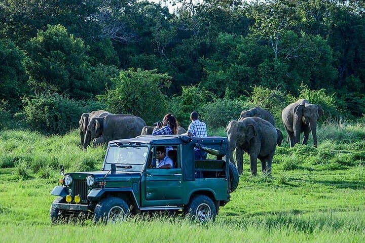 Dambulla and Kaudulla Day Tour from Colombo — Elephants, Caves & Reservoir Wildlife photo 4