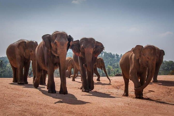 Kandy and Pinnawala Day Trip from Colombo: Temple, Botanic Gardens & Elephants photo 4