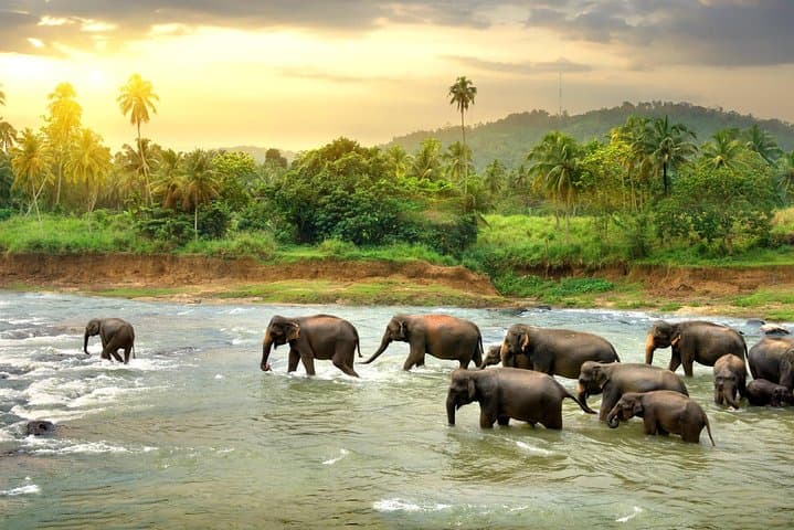 Kandy and Pinnawala Day Trip from Colombo: Temple, Botanic Gardens & Elephants photo 2