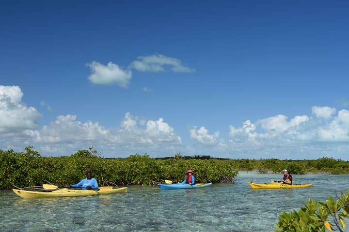 Providenciales Kayak Eco Tour — Mangroves, Turtles & Coastal Ecology photo 4