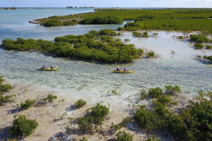 Providenciales Kayak Eco Tour — Mangroves, Turtles & Coastal Ecology photo 5