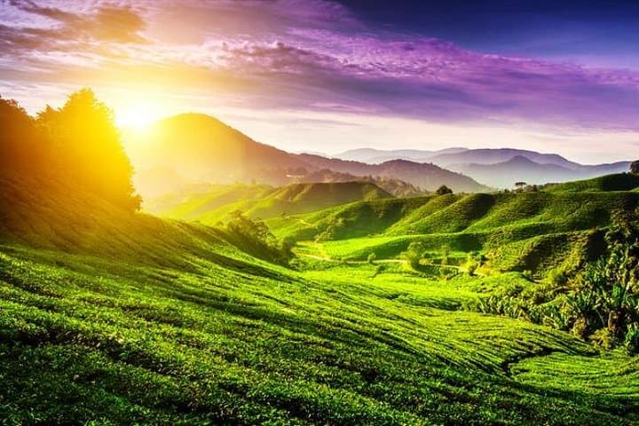 Cameron Highlands Day Trip from Kuala Lumpur: Tea Plantations, Farms & Waterfalls photo 3