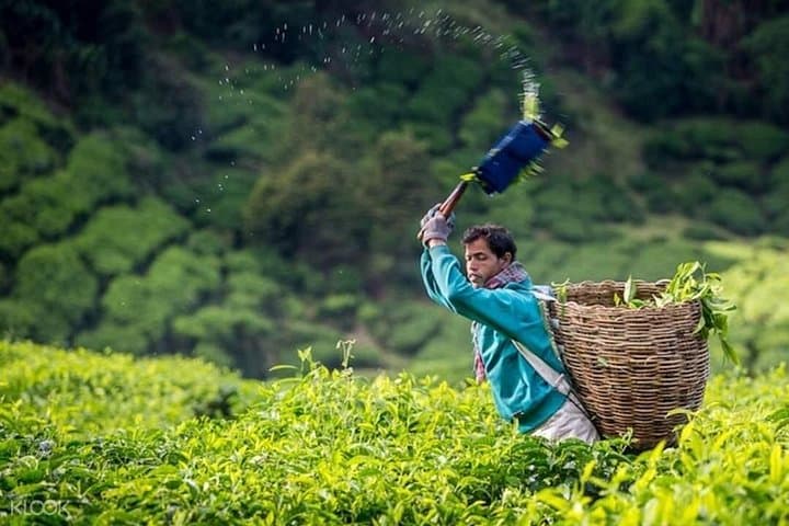 Cameron Highlands Day Trip from Kuala Lumpur: Tea Plantations, Farms & Waterfalls photo 4