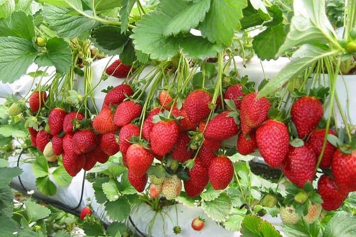 Cameron Highlands Day Trip: Tea Estates, Waterfalls & Strawberry Farms from Kuala Lumpur photo 3