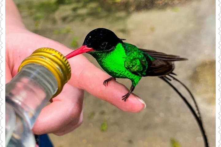Hand-Feed Hummingbirds at Rocklands Bird Sanctuary — Montego Bay Private Tour photo 4