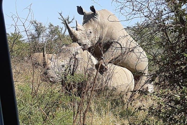 Full-Day Private Pilanesberg Safari from Johannesburg: Big Five & Birding photo 4
