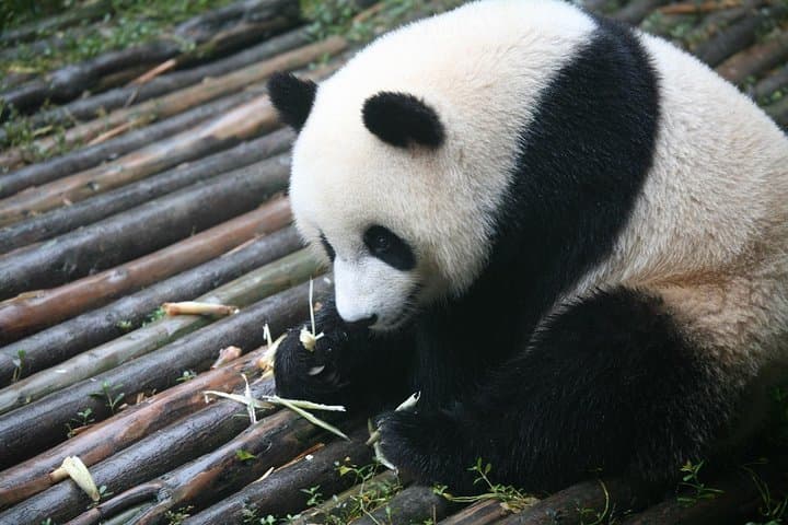 Chengdu to Jiuzhaigou & Huanglong: 5-Day Private Tour by High-Speed Train photo 3